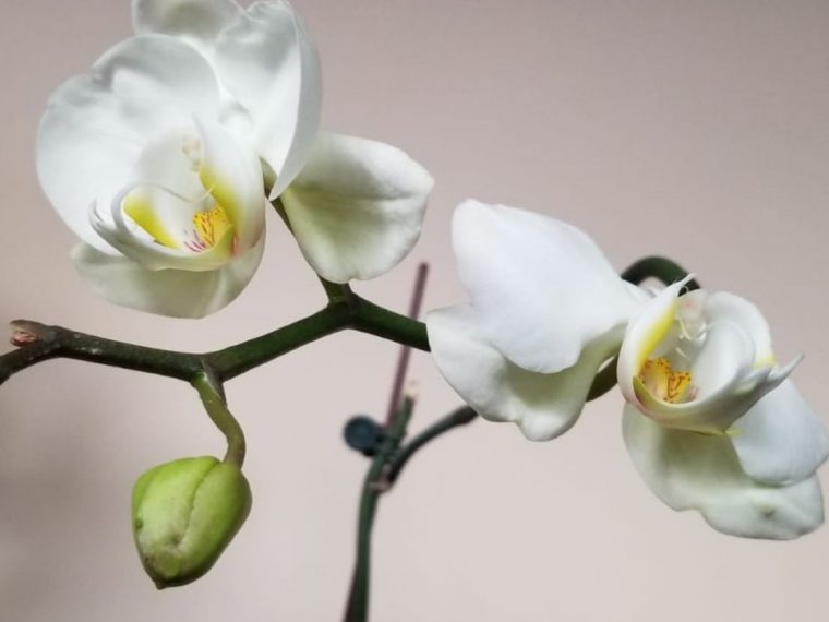 minimalist white orchids