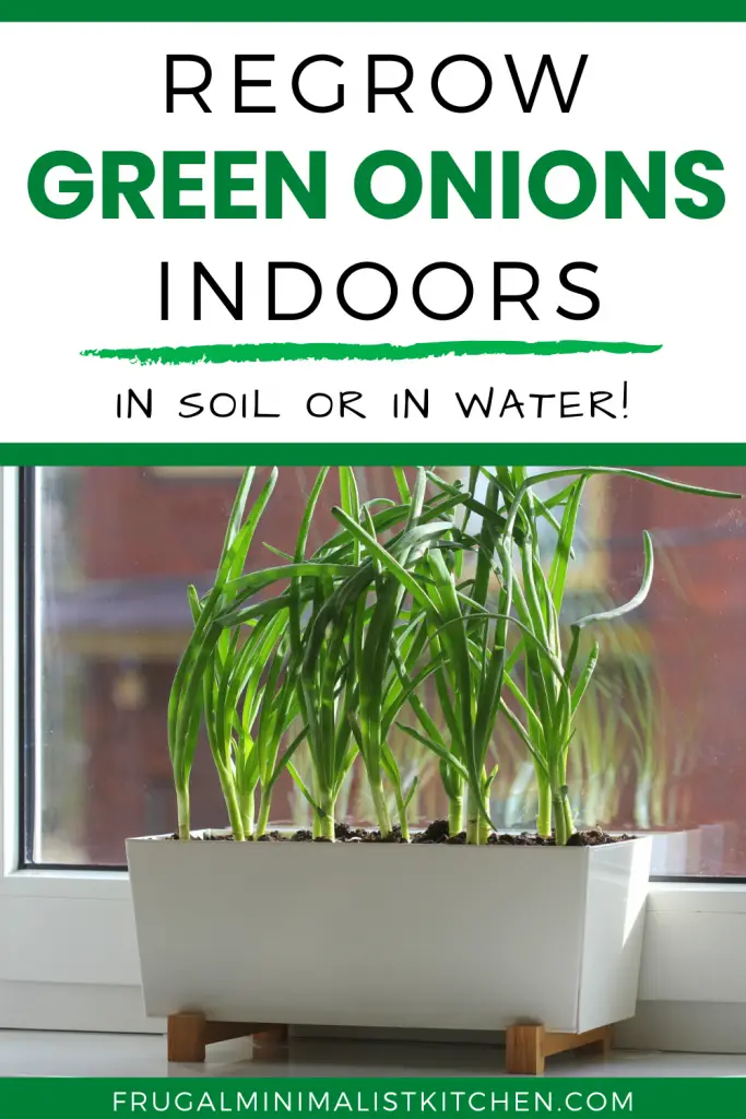regrow green onions indoors in soil or water