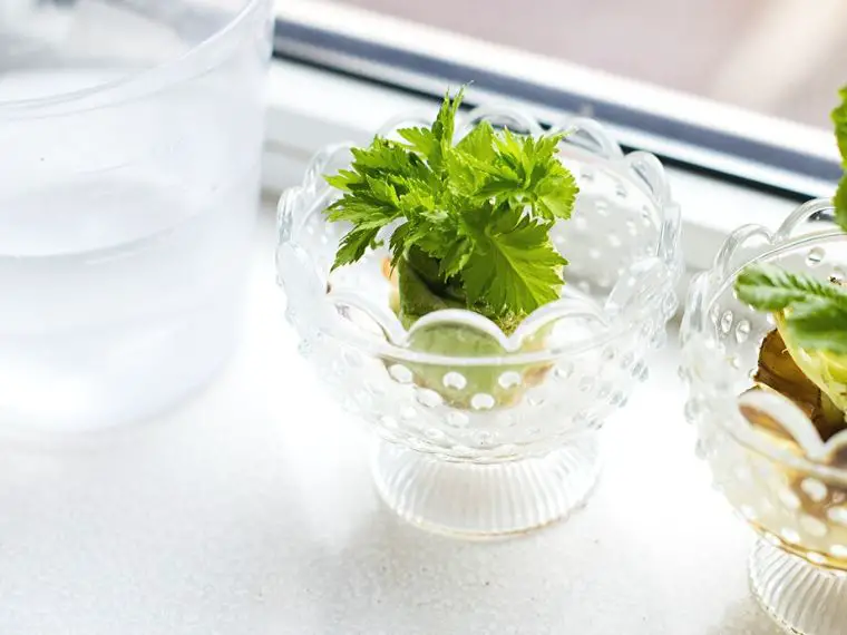 how to grow celery in water