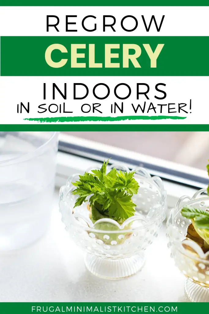 how to regrow celery indoors in soil or water