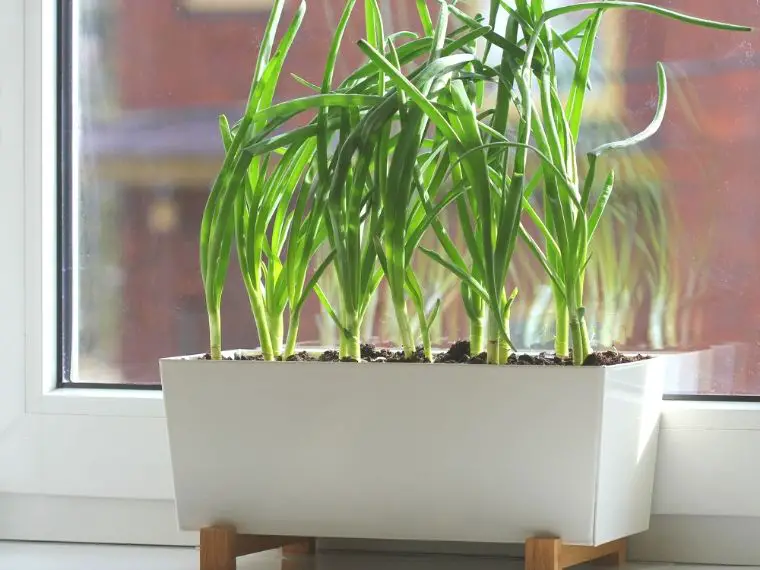 regrow green onions in soil