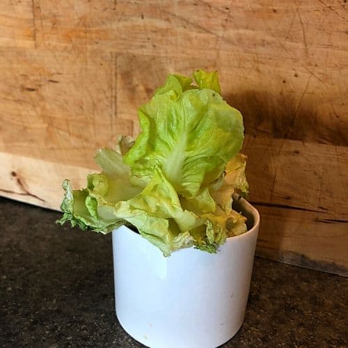 Living lettuce in white pot