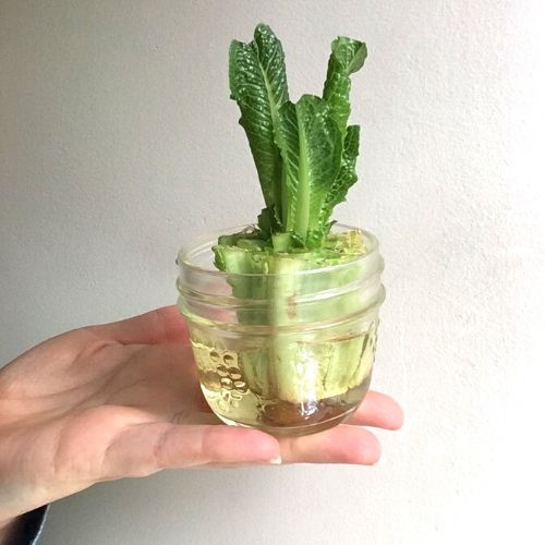 Regrow lettuce in water