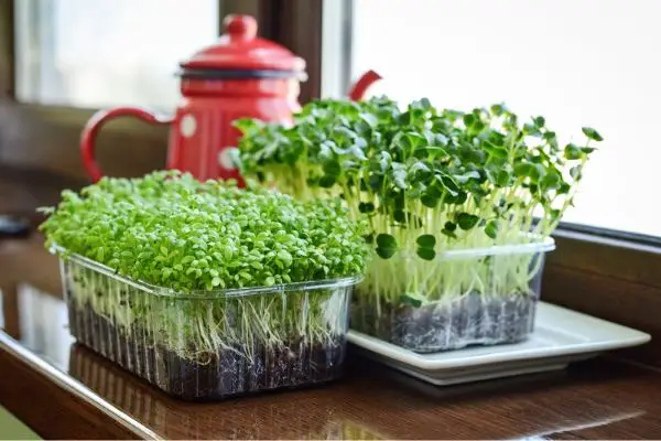 how to grow microgreens indoors