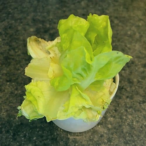 regrow butter lettuce