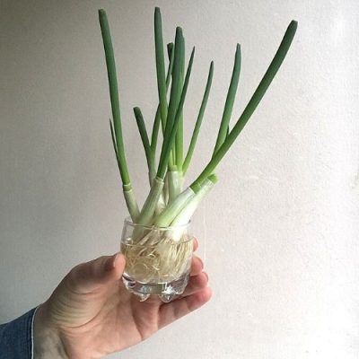 regrow green onions in water