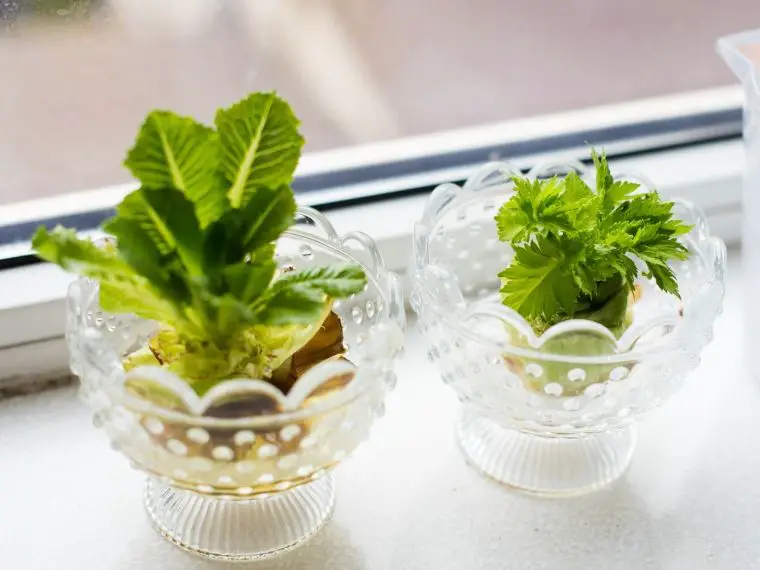 growing lettuce indoors