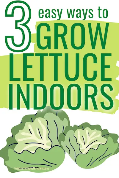 easy ways to grow lettuce indoors